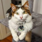 Hot @balrogmeowgoth leaks Onlyfans content for free 

 profile picture