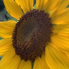 browneyedbeauty1116 OnlyFans Leaks 

 profile picture