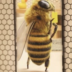 hornetshoney (Hornet’s Honey🍯🐝) free OnlyFans content 

 profile picture