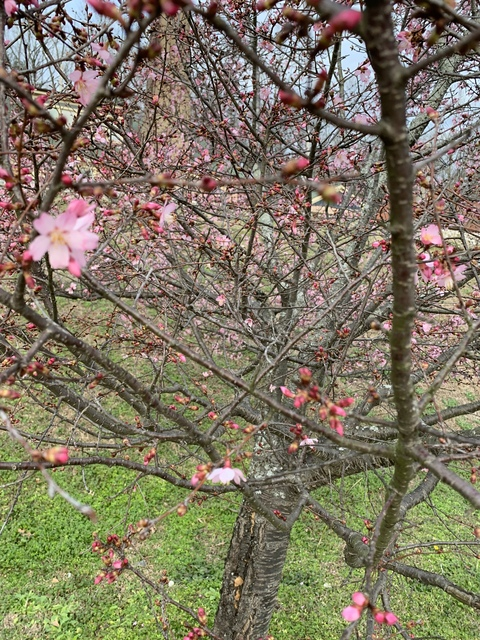 Header of lizziepop44