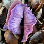 Onlyfans leak onlyfungi 

 profile picture