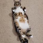 Free access to onlypaws0123 (Only Paws) Leaks OnlyFans 

 profile picture