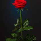 Onlyfans leaks papicolombia 

 profile picture