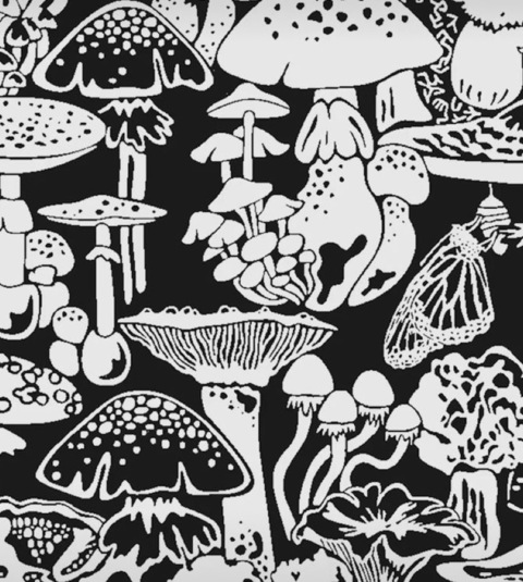 Header of pridmadii