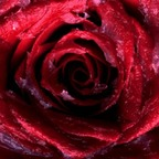 rosebud26 (Rosebud) free OnlyFans content 

 profile picture